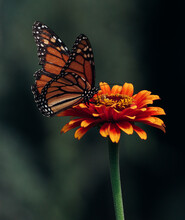 Butterfly On Flower