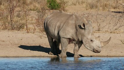 Wall Mural - An endangered white rhinoceros (Ceratotherium simum) at a waterhole, South Africa