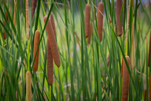 The Cattail Flowers (Typha Angustifolia L.) Grow In The Water When They Are Old, They Will Be Broken Into Fluffy And Blown Away By The Wind.