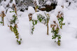 Rosenkohlpflanzen Schneebedeckt, Rosenkohlpflanzen bei Frost unter Eis und Schnee, Rosenkohl Pflanzen im Winter unter Schneehaube, verschneiter Rosenkohl kurz vor der Ernte, Rosenköhlchen eingeschneit