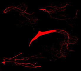 Wall Mural - overlay the blood effect. a collection of blood isolated on a black background. blood elements as de