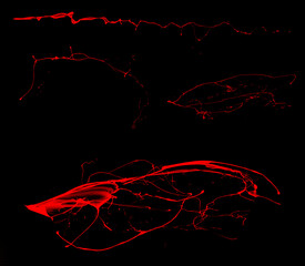 Overlay the blood effect. A collection of blood isolated on a black background. Blood elements as decoration to the design. Horror props