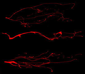 Wall Mural - overlay the blood effect. a collection of blood isolated on a black background. blood elements as de