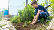 Caucasian Male Child Enjoying Gardening, Planting Mint Herb Seedling Into The Fertile Soil Of Medicinal Garden With Thyme And Rosemary