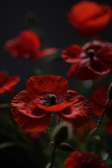 Wall Mural - Bouquet of red poppies set against a black background