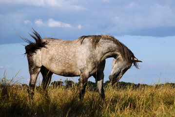 Wall Mural - A gray horse in apples brushes off insects in a pasture