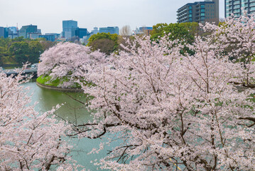 Poster - Somei-yoshino sakura cherry blossom trees at Chidorigafuchi in Tokyo, Japan