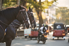 Horses Of Police Patrol During Traffic Control In Busy City Center. Kandy In Sri Lanka..