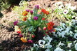 Blumenstrauss mit Tulpen auf Grab im Frühling
