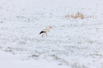 Wall Mural - A white stork surprised by winter looks for food in the snow in the Schmuttertal biotope near Augsburg