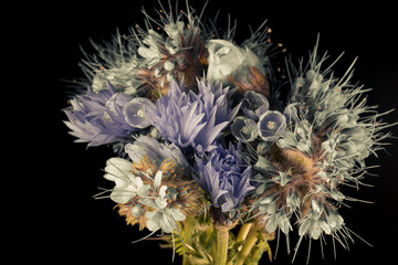 Wall Mural - bouquet of small wild flowers on a black background, studio photography.