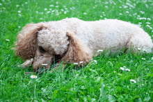 Medium Apricot Colored Poodle Lying On The Grass Surrounded By Greenery And Posing Proudly For Photos.	
