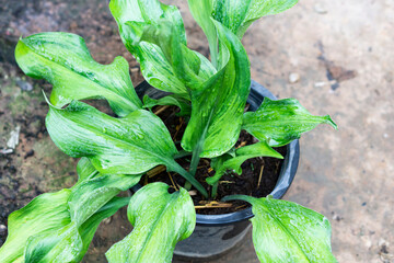 Wall Mural - Closeup Eucharis green leaves in pot, selective focus