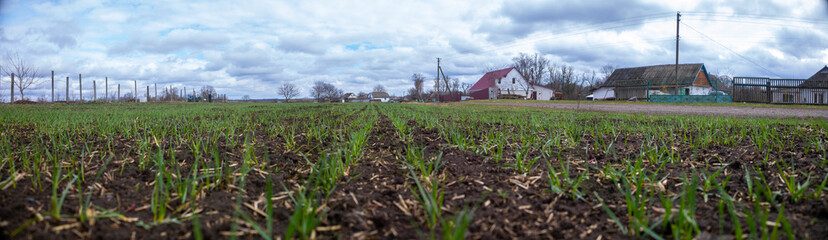 Wall Mural - Panorama of a field of young wheat with houses in the background.