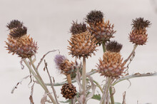 Mostly Dried Out Thistle Flowers On A Blank Background