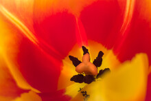 Red Tulip Close-up, Beautiful Background