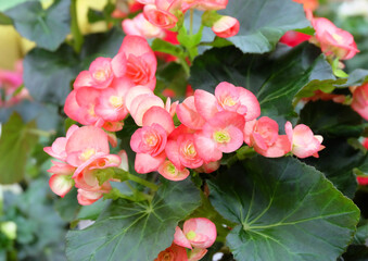 Wall Mural - Houseplant begonia blooming with coral flowers, selective focus, horizontal orientation.