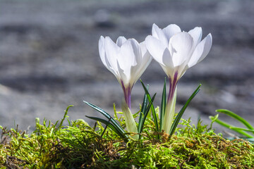 Wall Mural - Beautiful white crocus flowers bloom in the garden