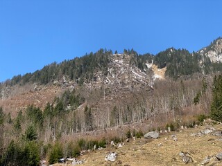 Wall Mural - Mixed subalpine forests and a variety of trees in early spring on the slopes of the alpine mountains around the Klöntal mountain valley (Kloental or Klon valley) - Canton of Glarus, Switzerland