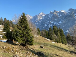 Wall Mural - Mixed subalpine forests and a variety of trees in early spring on the slopes of the alpine mountains around the Klöntal mountain valley (Kloental or Klon valley) - Canton of Glarus, Switzerland