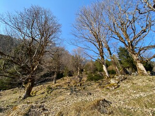 Wall Mural - Mixed subalpine forests and a variety of trees in early spring on the slopes of the alpine mountains around the Klöntal mountain valley (Kloental or Klon valley) - Canton of Glarus, Switzerland