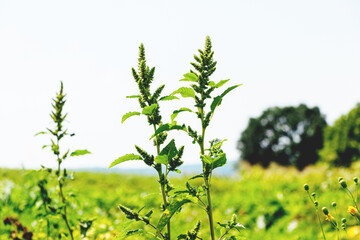 Wall Mural - Amaranthus retroflexus (spiny amaranth, Amaranthus spinosus) with leaves and inflorescences in the garden. Weeds in the garden