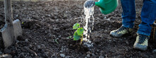 Watering A Freshly Planted Tree In Springtime New Life Concept