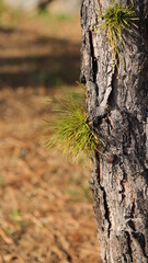 Spring pine tree