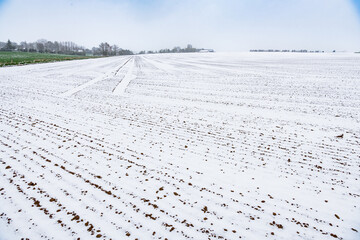 Wall Mural - Semis de de lin dans un champ recouvert de neige suite à la vague de froid du 1er avril 2022 sur le Nord de la France