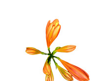 Amaryllidaceae - Clivia Miniata - Flower