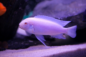 african mbuna fish swimming in aquarium