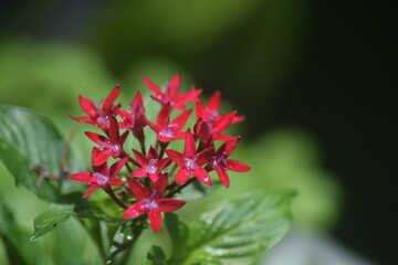 red flower in the garden