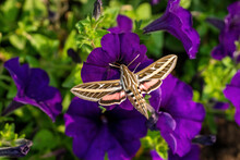 A White-Lined Sphinx Moth (Hyles Lineata) Pollinating A Purple Petunia.