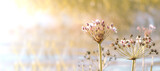 Fototapeta Dmuchawce - baldachimy z różowymi kwiatami