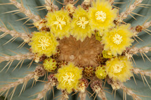 Yellow Cactus Flowers - Top View