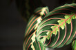 Beautiful maranta leaves with an ornament on a grey background close-up. Maranthaceae family is unpretentious plant. Copy space. Growing potted house plants, green home decor, care and cultivation