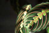 Fototapeta  - Beautiful maranta leaves with an ornament on a grey background close-up. Maranthaceae family is unpretentious plant. Copy space. Growing potted house plants, green home decor, care and cultivation