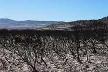 CLIMATE CHANGE- Africa- Burned Forest Of Protea Fynbos At The Beach Near Capetown