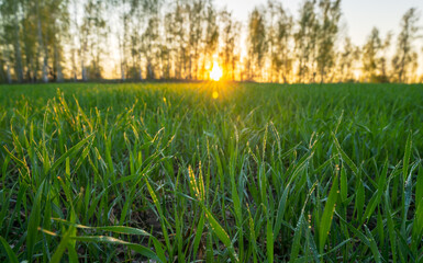 Wall Mural - young wheat shoots covered with morning dew on the background of sunrise, close-up