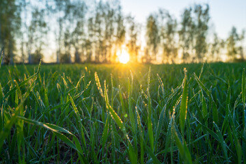 Wall Mural - young wheat shoots covered with morning dew on the background of sunrise, close-up