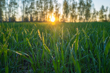 Wall Mural - young wheat shoots covered with morning dew on the background of sunrise, close-up