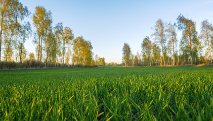 Wall Mural - spring agricultural field sown with grain crops surrounded by trees in the early morning