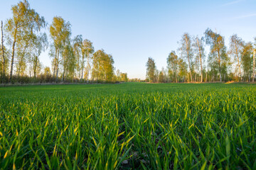 Wall Mural - spring agricultural field sown with grain crops surrounded by trees in the early morning