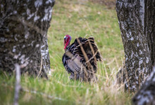 A Wild Turkey On The Outskirts Of The Forest Hides Between The Trees