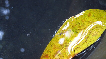 Wall Mural - grainy and blury picture of a yellow leaf floating on the surface of the murky water that is reflected like a mirror