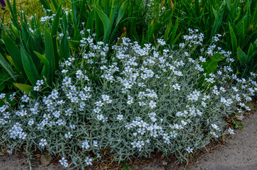 Canvas Print - Cerastium tomentosum in bloom. Pretty small white flowers