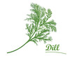 Fresh dill on white background, isolated