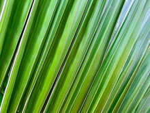Close-up Of The Dense Fronds Of A Nikau Palm Tree In New Zealand