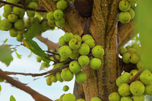 Ficus Sycomorus, Ficus Racemosa, Sycamore Figs , Fig-mulberry, Clusters Of Ripe Figs On Tree