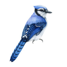 Blue Jay Watercolor Illustration. Hand Drawn Realistic Cyanocitta Cristata. Wildlife Forest Avian. Blue Jay Common North American Bird. White Background